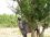 Chevaux A vendre Tahis de tus 