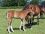 Haras de Champeix