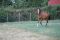 Chevaux A vendre accent de riverland 