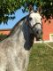 Chevaux A vendre ZELOTE 