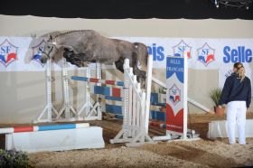 Chevaux A vendre Tahis de tus 