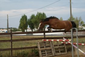 Chevaux A vendre T&eacute;line de la Bonn 