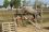 Chevaux A vendre Tahis de tus 