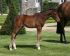 Chevaux A vendre VIVALDI DU SEIGNEUR X NABAB DE REVE x T&eacute;nor Manciais