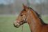 Chevaux A vendre Vahin&eacute; de Liam