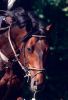 Chevaux A vendre CUM LAUDE VAN'T GOOVAHOF