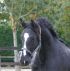 Chevaux A vendre ACTEUR DE RIVERLAND