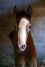 Chevaux A vendre Very Good de la Bonn very good trois jours