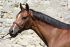 Chevaux A vendre COURVOISIER