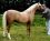 Russettwood Elation par Eyarth Troy - Coll.Cadlan Valley