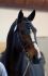 Dauphin de Savinia