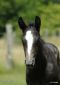 Chevaux A vendre Bleu Noir de buissy 