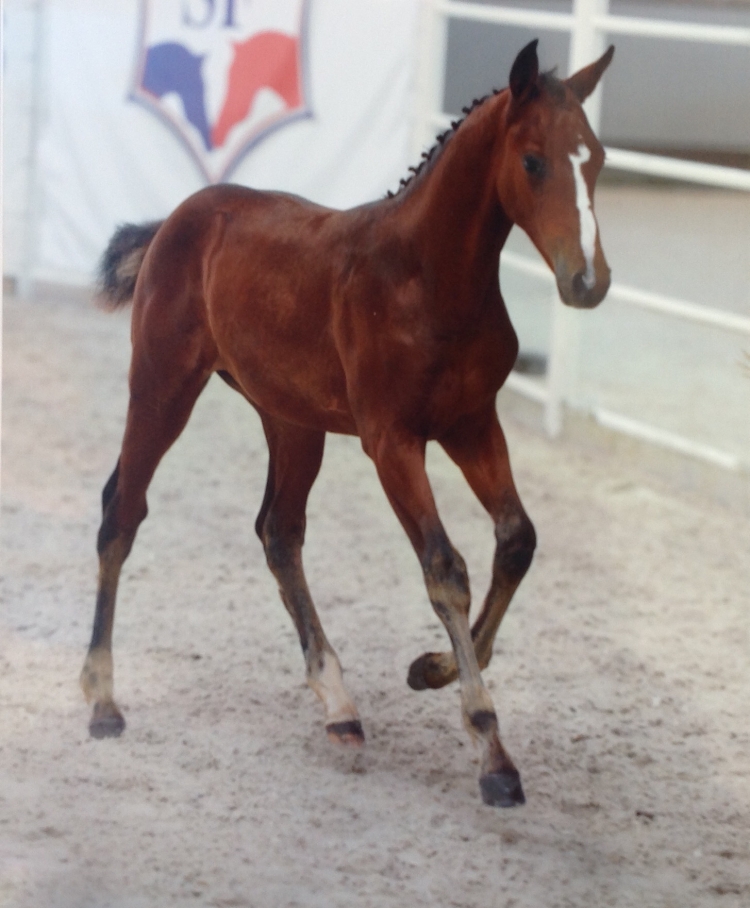 Haras de la Garde